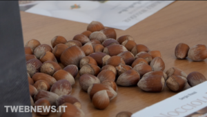 nocciola expo